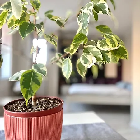 Apartament Flat In The Heart Of Burgas