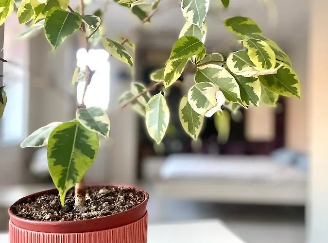 Appartement Flat In The Heart Of Burgas Stad